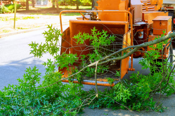 Best Tree Branch Trimming  in Prescott, AZ